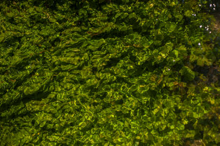 Green algae under clear water. Texture of flooded algae underwater in a stream. Clear water with...