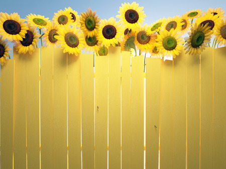 sky sunflowers and yellow fenceの写真素材