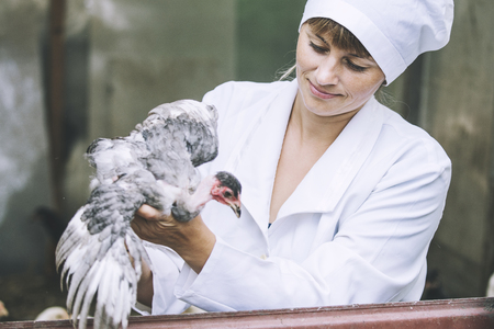 Woman in Bathrobe smiling young veterinarian checks the hens on a small private farmの写真素材