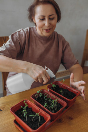 A retired female gardener sprays sprouted seedlings while sitting at a tableの写真素材