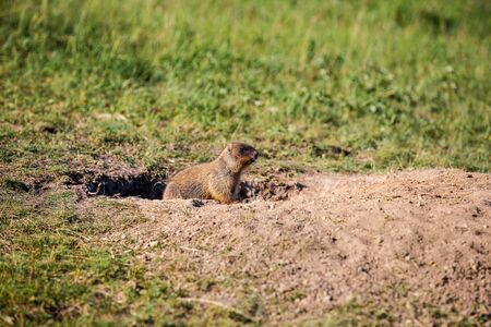 A curious marmot cub looks out of the hole.の写真素材