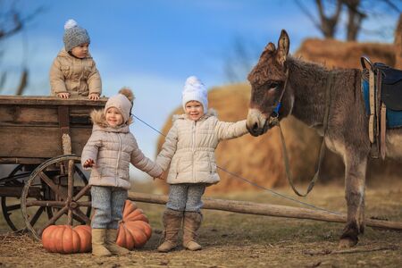 Children play in a cart with a donkey in the village . Kids have fun on the farm. Girls and boy in warm clothes, hats, coats, scarves with a burro.の写真素材
