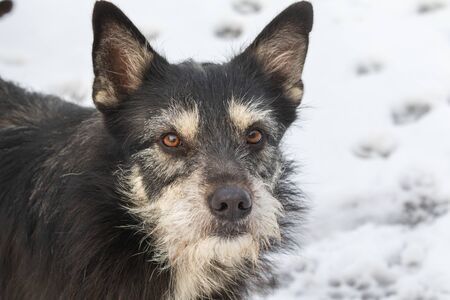 Dog is looking with hope at the photographer.の写真素材