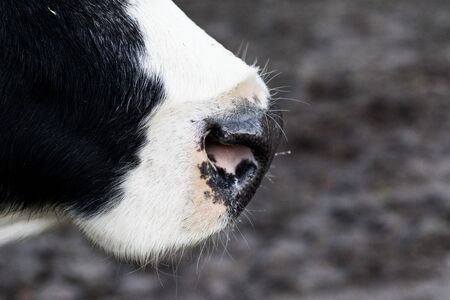 Nose of black & white cow, close look.