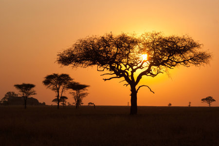 African tree in front of the rising sunの写真素材