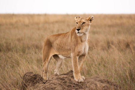 Lioness on termite hill in the Serengetiの写真素材
