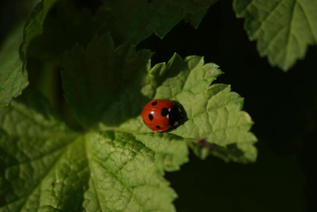 Ladybug on a leaf