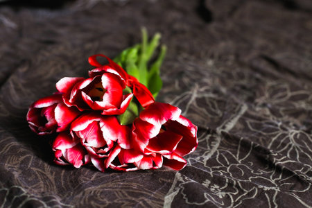 Red tulips lying on bed brownの写真素材