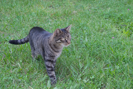 A nice tabby cat in front of the cameraの写真素材
