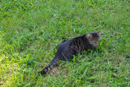 A nice tabby cat in front of the camera (1)の写真素材