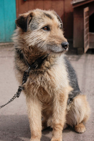 Guard dogの写真素材