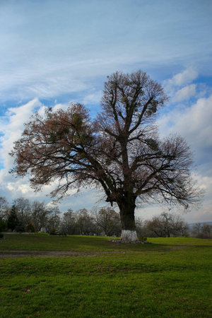 A lonely oak stands on a green gladeの写真素材