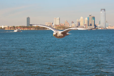 Flying bird over the sea in Manhattanの写真素材