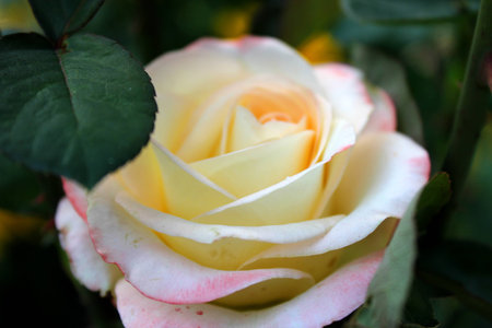 Rose of mixed pink and yellow colorの写真素材