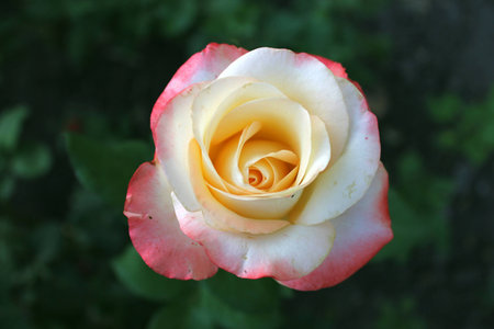 Rose of mixed pink and yellow colorの写真素材