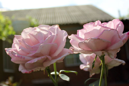a pair of flowering rosesの写真素材