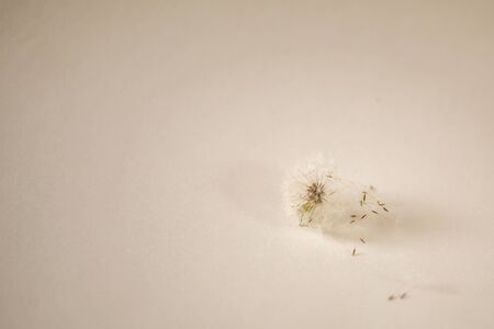 White air dandelion on a white background - a beautiful minimalistic backgroundの写真素材