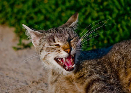 Cat in parkの写真素材