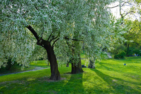 Spring in parkの写真素材