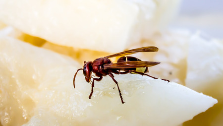 Bumblebee on melonの写真素材