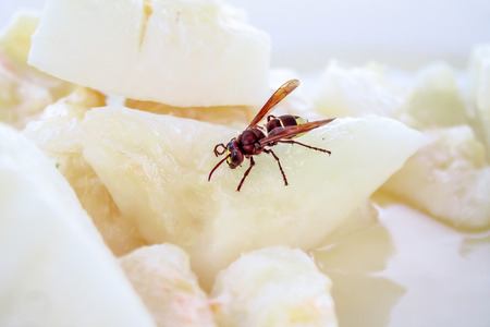 Bumblebee on melon