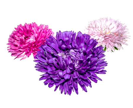 Flower on white background close-upの写真素材