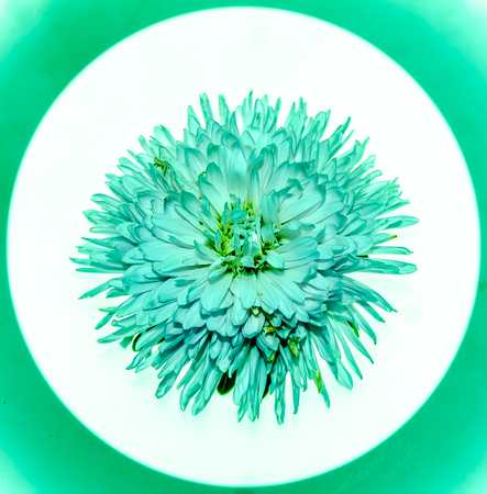 Flower on white background close-upの写真素材