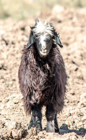 Black hornless goat in natureの写真素材