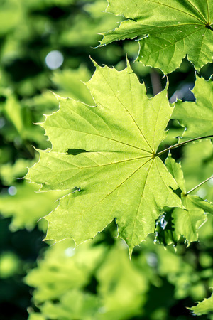 Beautiful green branch with leaves on the sky backgroundの写真素材