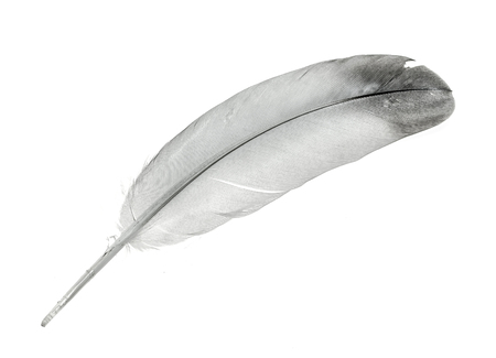 Gray feather bird on white backgroundの写真素材
