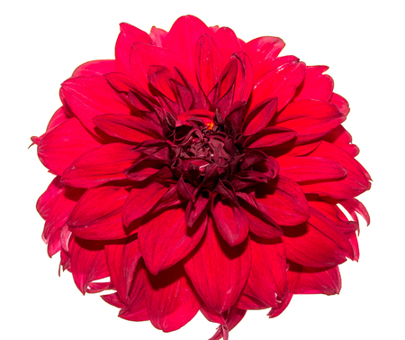 Flower of dahlia on a white backgroundの写真素材
