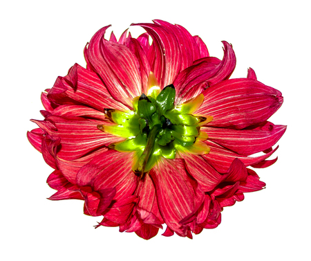 Flower of dahlia on a white backgroundの写真素材