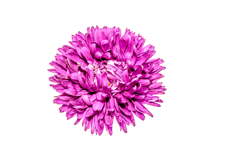 Flower on white background close-upの写真素材