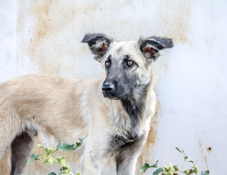 Stray dog ??on the streetの写真素材