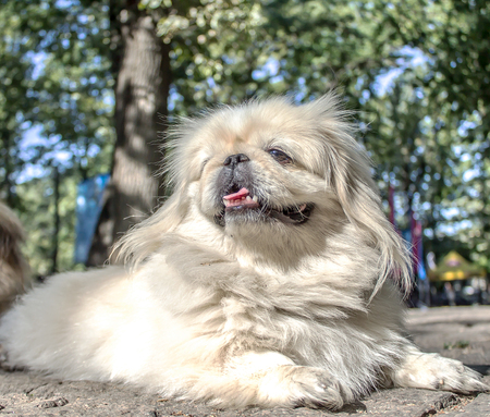 Japanese Hin Dogの写真素材