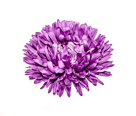 Flower on white background close-upの写真素材