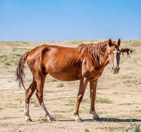 Horse in the natureの写真素材