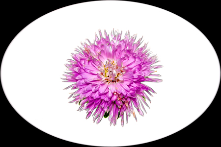 Flower on white background close-upの写真素材