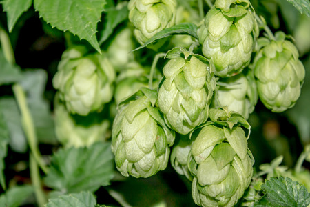Hop cones in natur