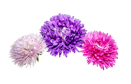 Flower on white background close-upの写真素材