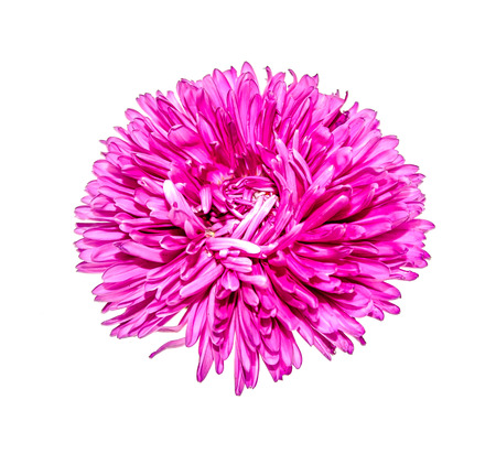 Flower on white background close-upの写真素材