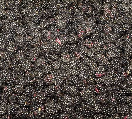 Blackberry as backgroundの写真素材