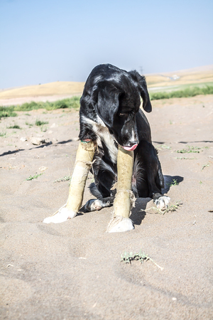 Dog with burned and bandaged legsの写真素材