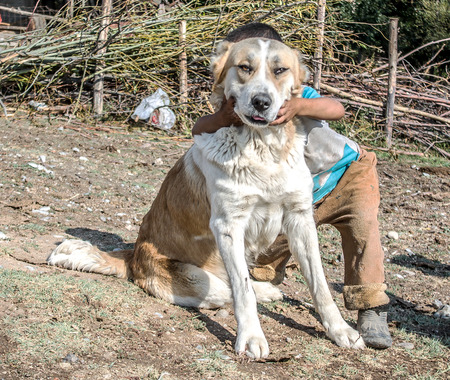 Yellow earth dog in the nature
