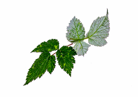 Raspberry leaves on white backgroundの写真素材