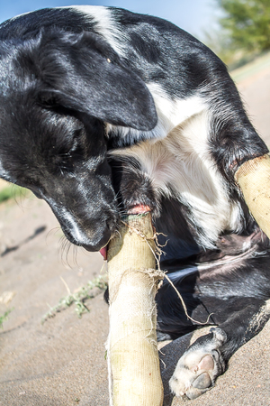 Dog with burned and bandaged legsの写真素材