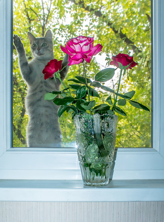 Roses in the vase by the window with a catの写真素材