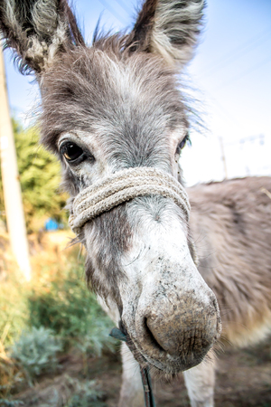 Head of a donkey close-upの写真素材