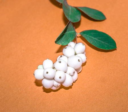 Plant with white berriesの写真素材