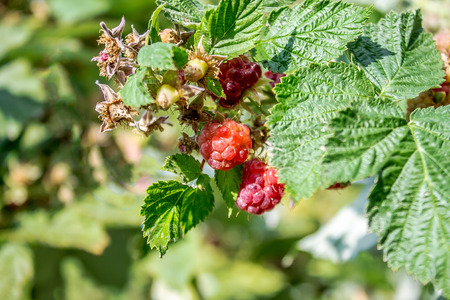 Women in a raspberry plantation